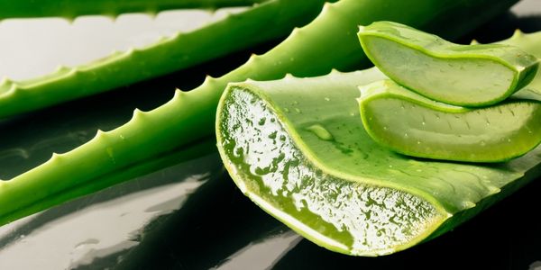 blauregen zeichnung Chinesischer Blauregen | kaufen main image 0